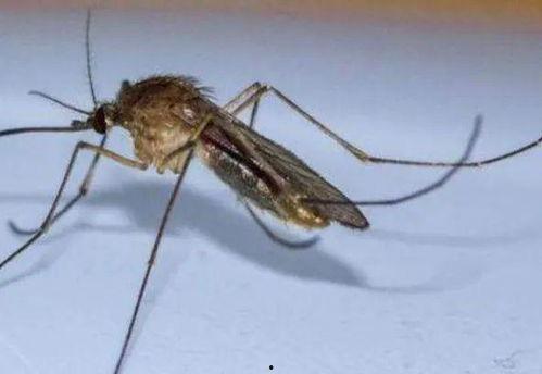 国产消灭蚊子视频,一招消灭蚊子，夏日清凉保卫战